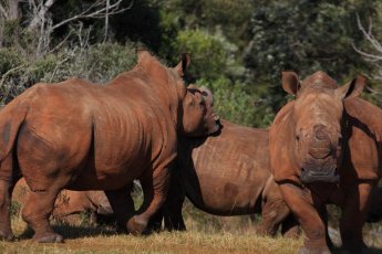 botlierskop-game-reserve 76076