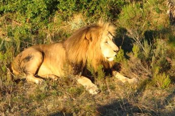botlierskop-game-reserve 8036