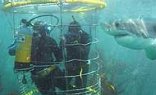 Shark Cage Diving Cape Town