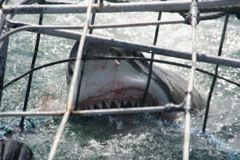 shark-cage-diving-south-africa 19033