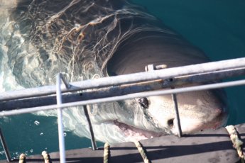 full-day-great-white-shark-cage-diving 19038