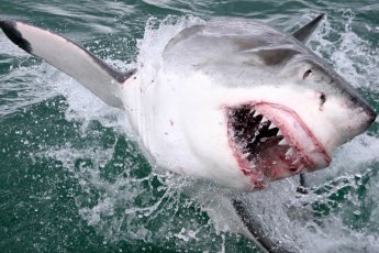 full-day-great-white-shark-cage-diving 19039