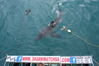 shark-cage-diving-south-africa 19040