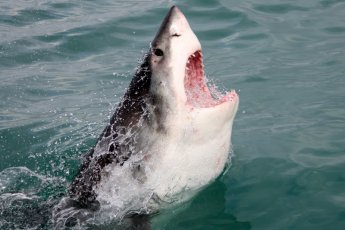 full-day-great-white-shark-cage-diving 19036