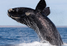 Whale Watching South Africa