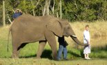 7 Day Cape to Addo Garden Route Safari
