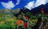 6 Day Garden Route Splendour Tour (SCP6)