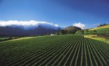 Winelands Half Day Tour - Constantia Valley