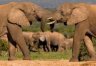 Full Day Addo Elephant National Park -   (I)