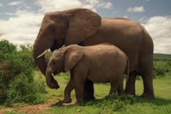 full-day-addo-elephant-national-park-ili 48894
