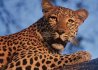 Welgevonden Game Reserve